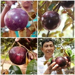 Giống vú sữa tím