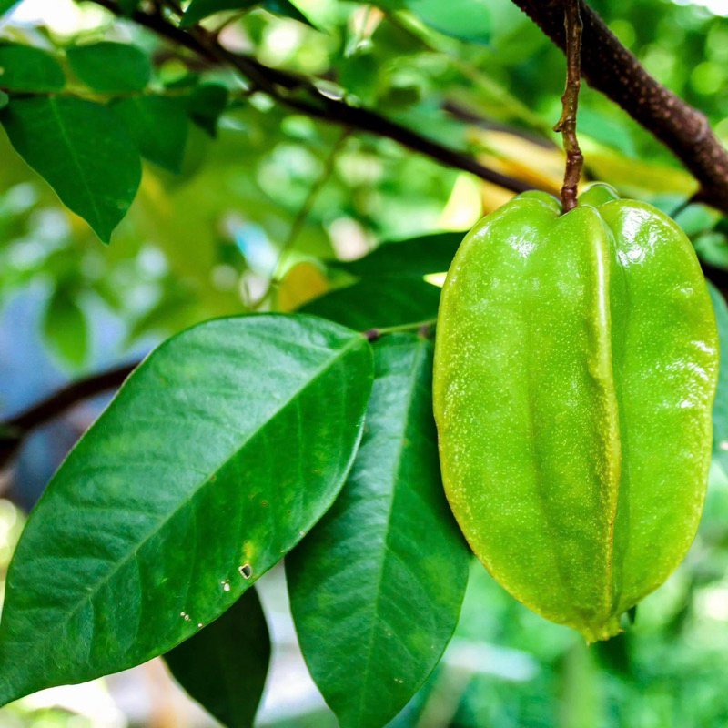 lá khế tươi 1kg- khách đặt mới hái