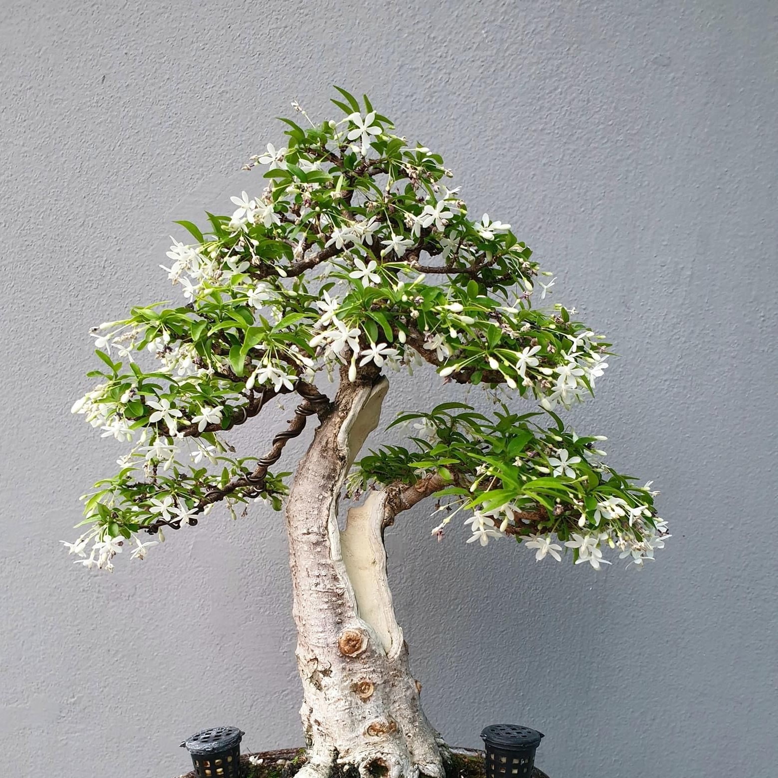 Cây giống mai chiếu thủy lá kim khỏe mạnh