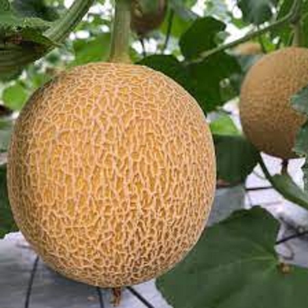 Hạt Giống Dưa Lưới dể trồng ( ruột cam ) (Gói 10 hạt)tặng kèm phân bón