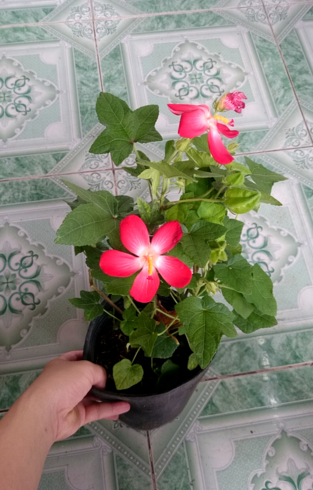 Cây nhân sâm bố chính - cây cảnh sân vườn