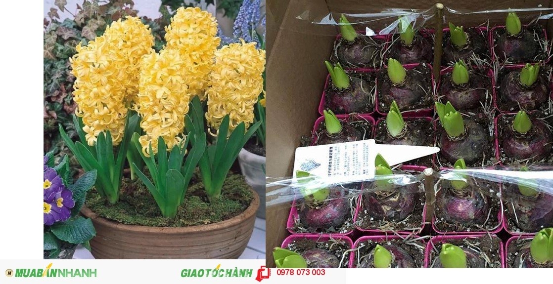 Củ giống hoa tiên ông vàng- 1 củ