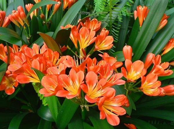 COMBO 5 cây LAN QUÂN TỬ siêu lùn rễ trần