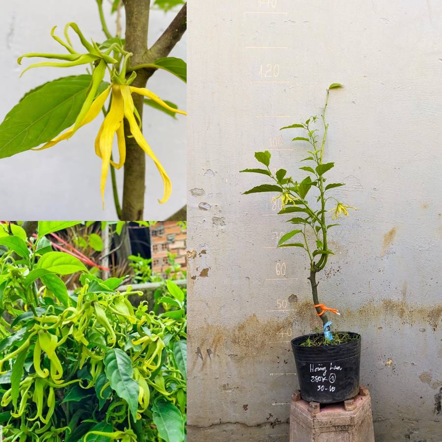 Cây hoa Hoàng Lan đủ tuổi cho hoa