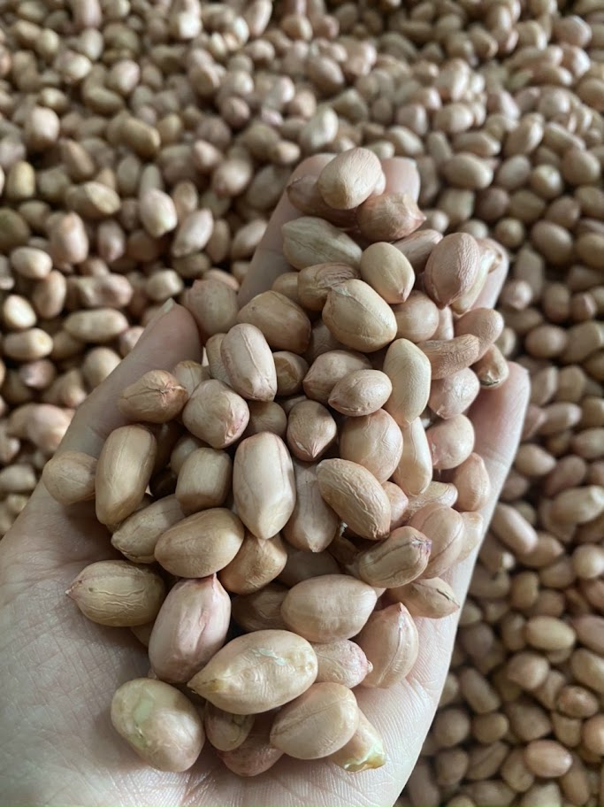 500gr Lạc (đậu phộng) da trắng
