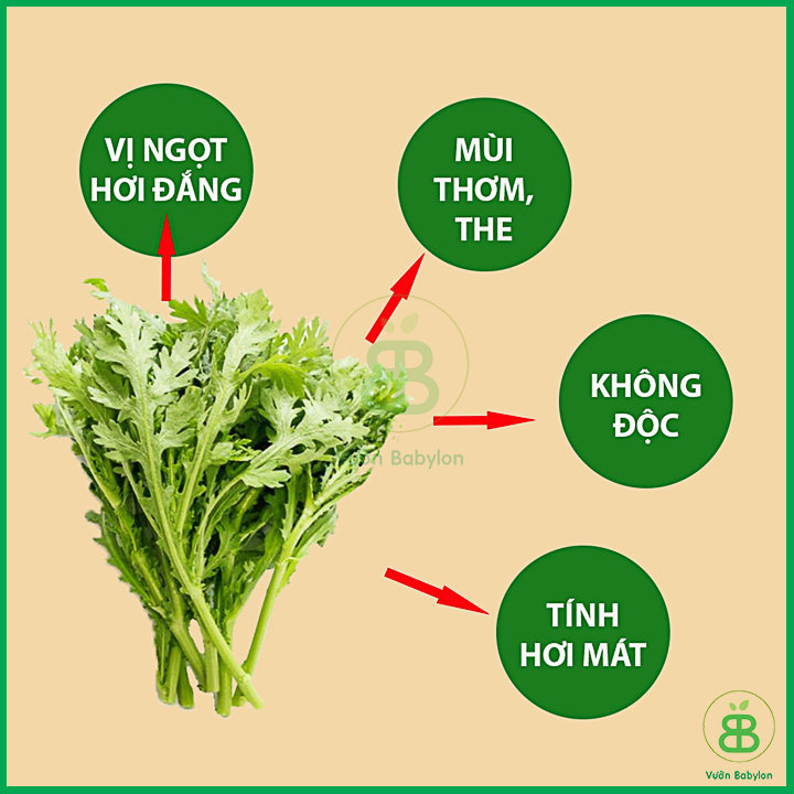 20Gr Hạt Giống Rau Tần Ô Độ Đồng Đều Cao