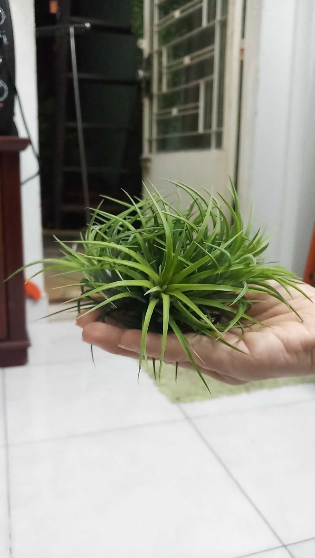 CÂY KHÔNG KHÍ SIÊU TO