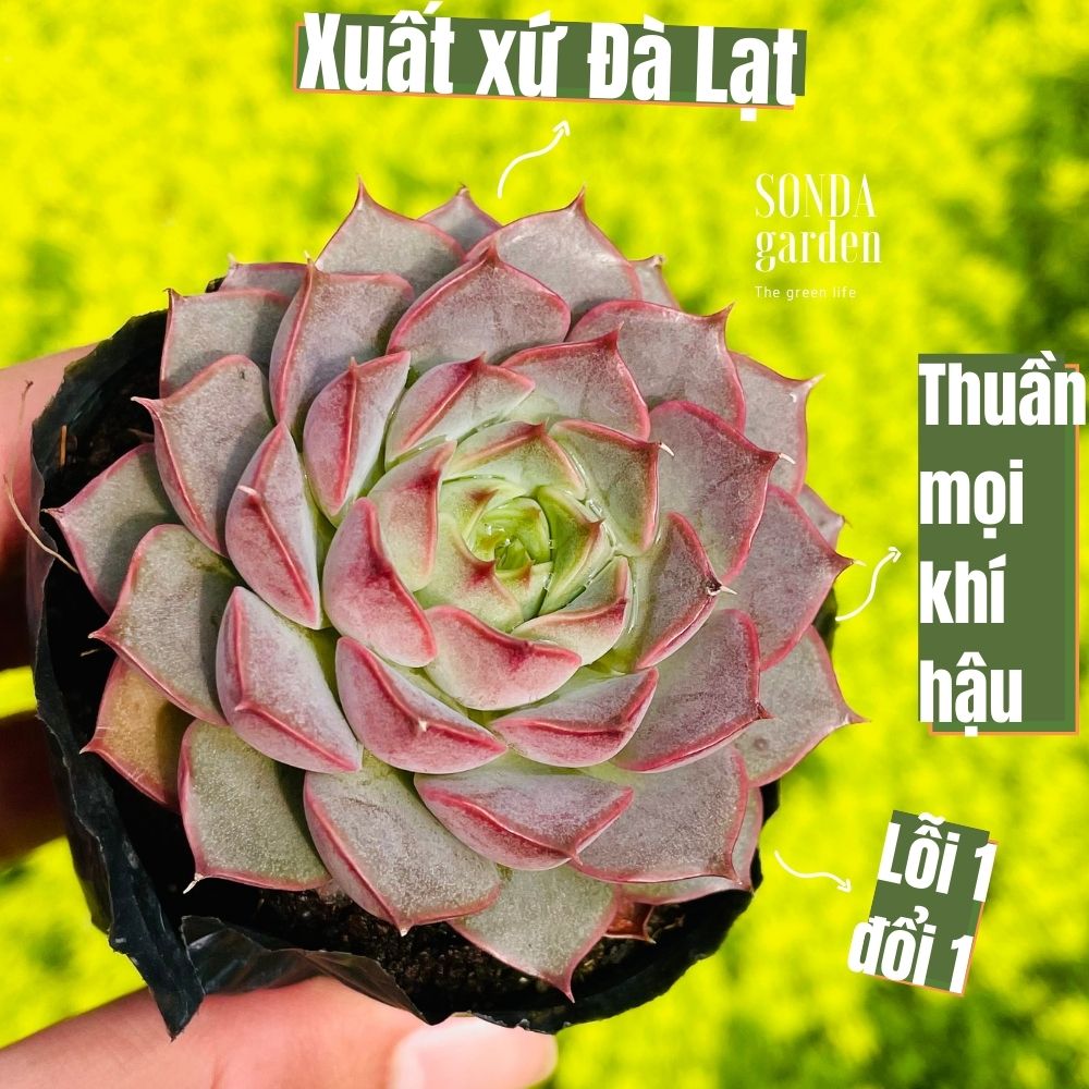 SEN ĐÁ HOA HỒNG ĐỎ SIZE BÉ KHỎE ĐẸP LỖI 1 ĐỔI 1
