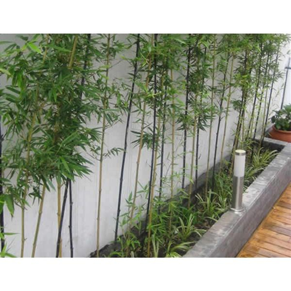 cây trúc quân TỬ