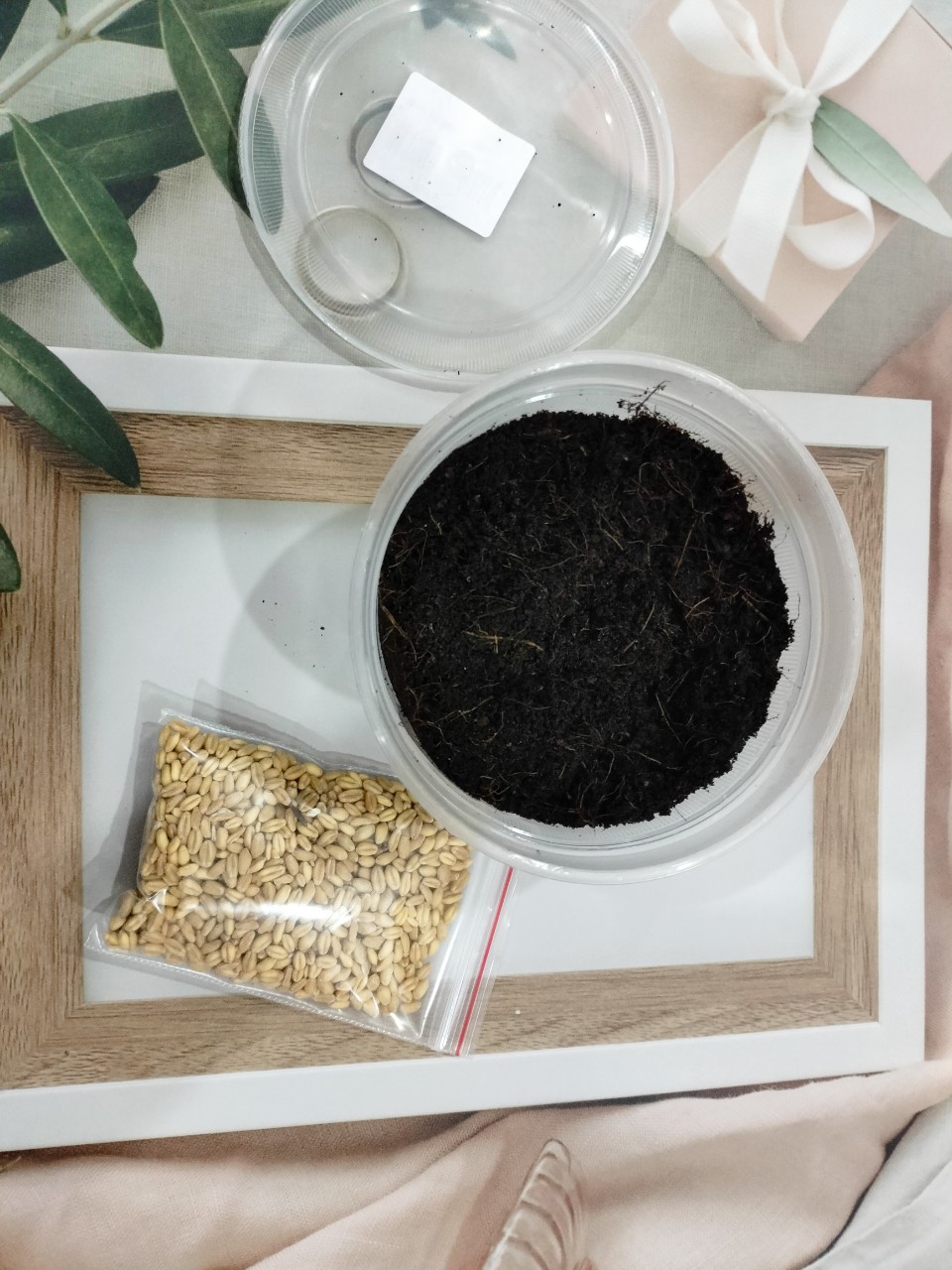 Bộ kit trồng cỏ mèo