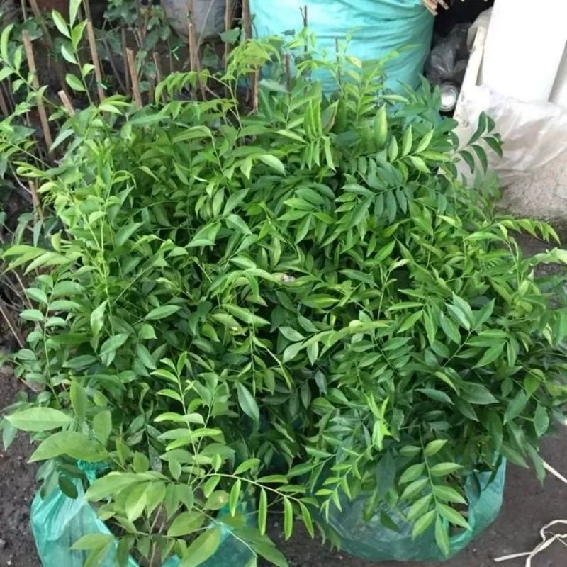 Cây móc mật ăn lá (cây tốt) (cây giống có bảo hành )