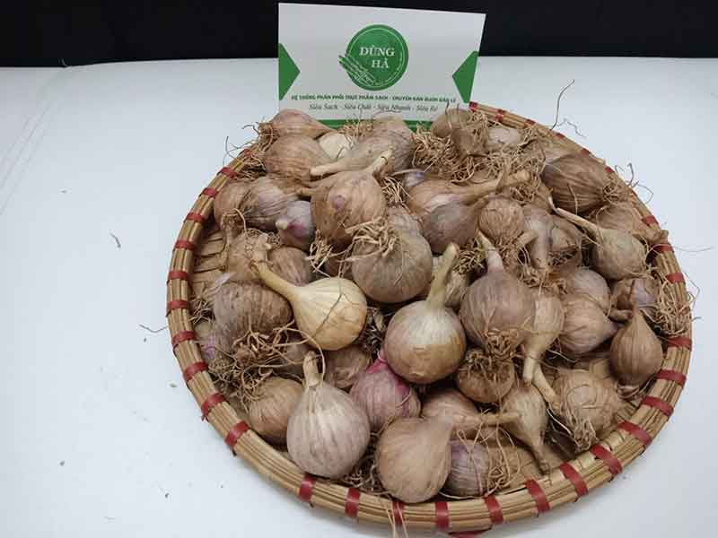 Tỏi Cô Đơn Sơn La Giàu Dinh Dưỡng