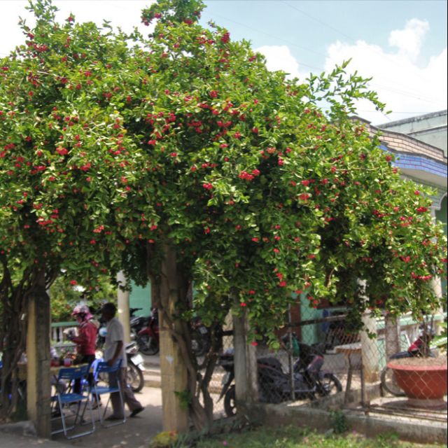 Cây giống Cây Sirô lớn