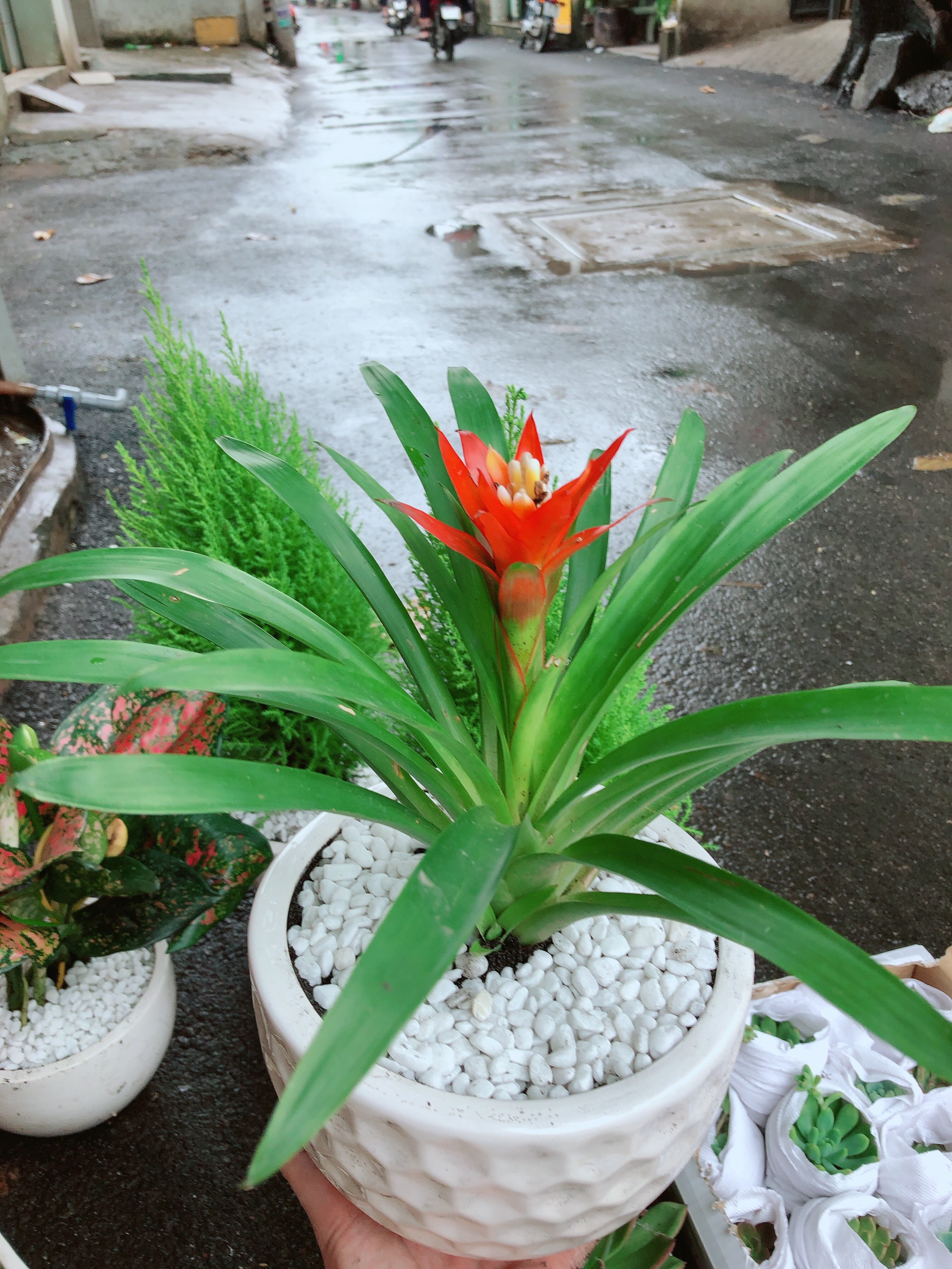 Cây Phong Lộc Hoa Có Chậu