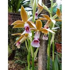 củ lan giống hạc đỉnh nâu tây bắc