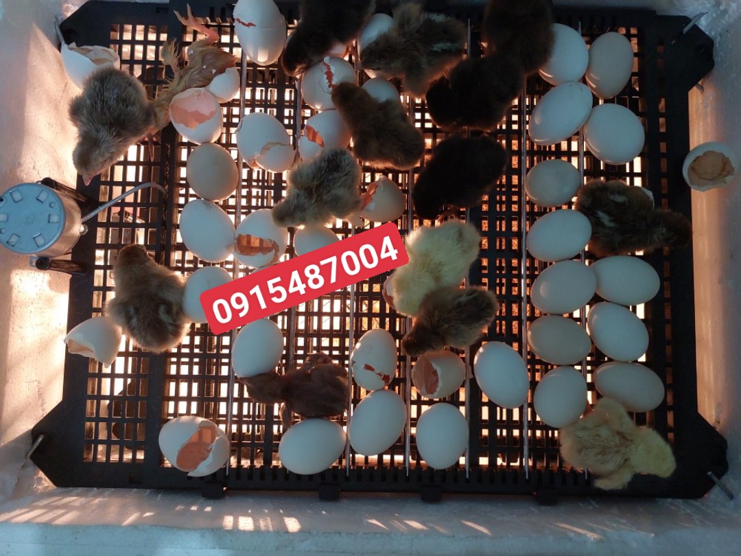khay đảo trứng cút 120 trứng