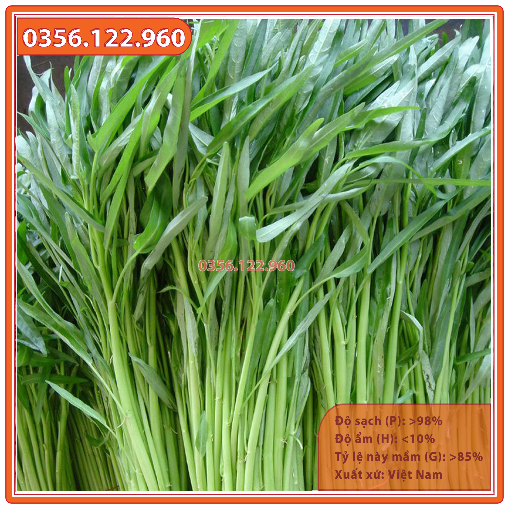 Hạt giống rau muống lá tre giống thuần khiết - Gói 50g