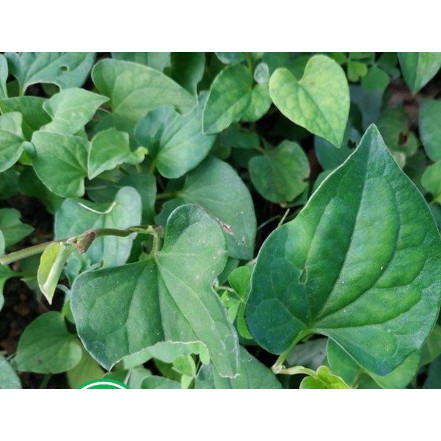1kg rau diếp cá khô hàng looại 1