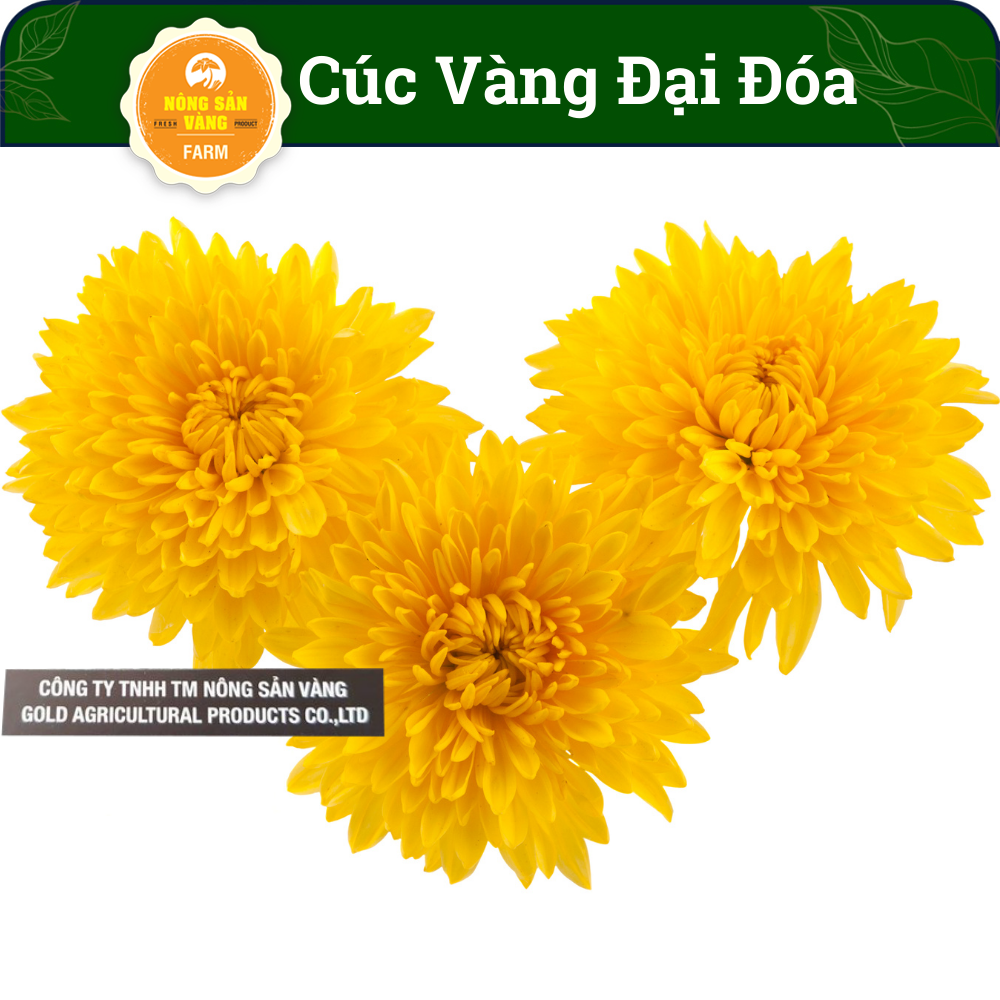 Yellow chrysanthemum seed Grand đóa, see Yellow Daisy as seen plaited on, express to the crowded, sum paddling -shallow gold