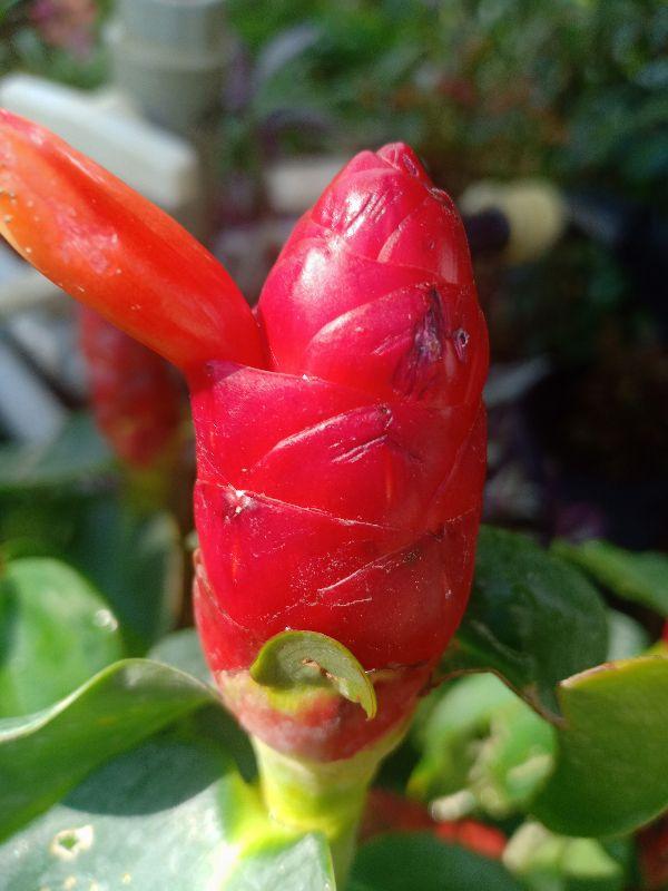 chậu phúc lộc thọ