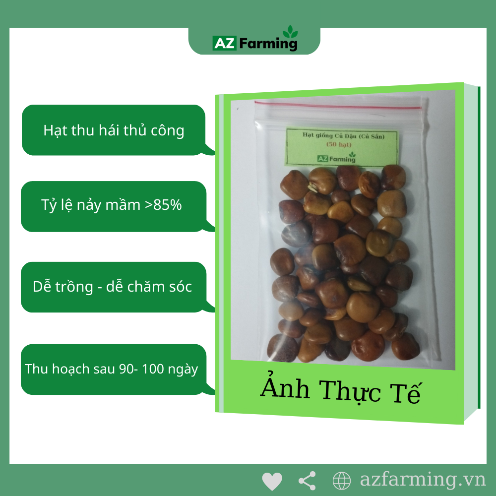 Hạt Giống Củ Sắn (Củ Đậu) - Gói 50 Hạt - AZ Farming