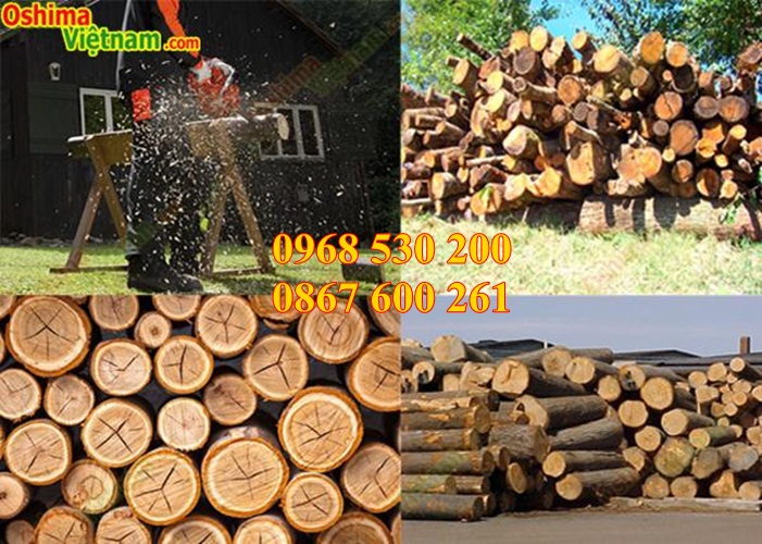 Máy Cưa xích oshima Yamata CS5280