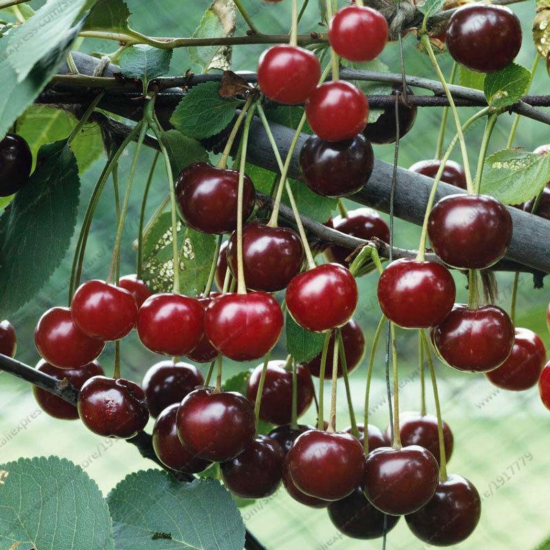 [ SP Mới Về] - Hạt giống cherry