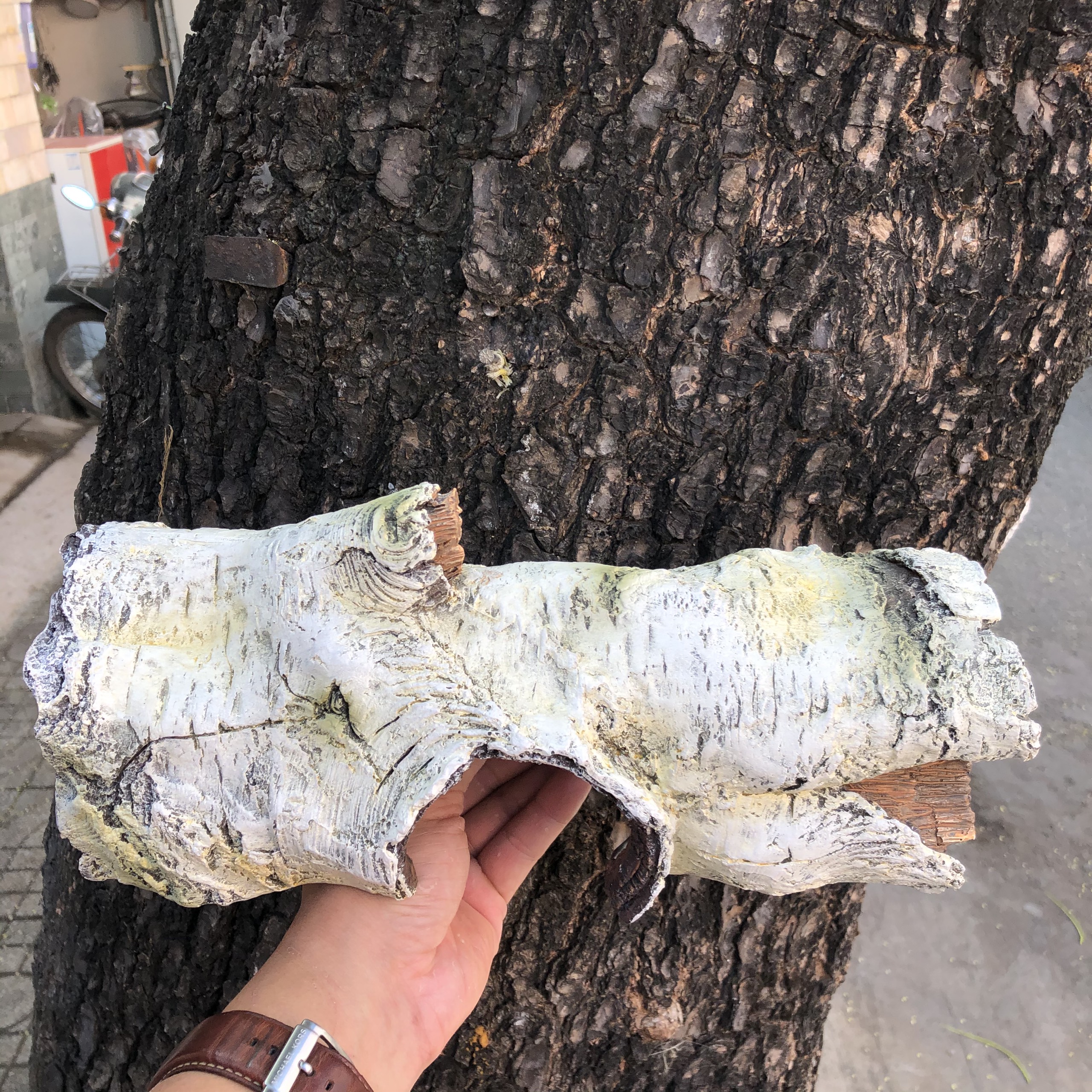 Hang trú bạch dương dành cho bò sát