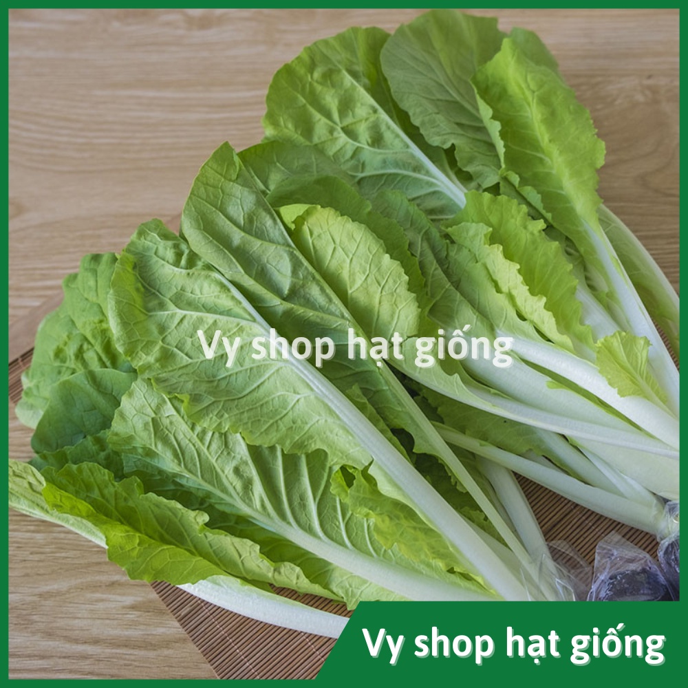 Hạt giống rau cải bẹ dúm (dún, dúng, nhúng) Thái Lan gói 2100 hạt