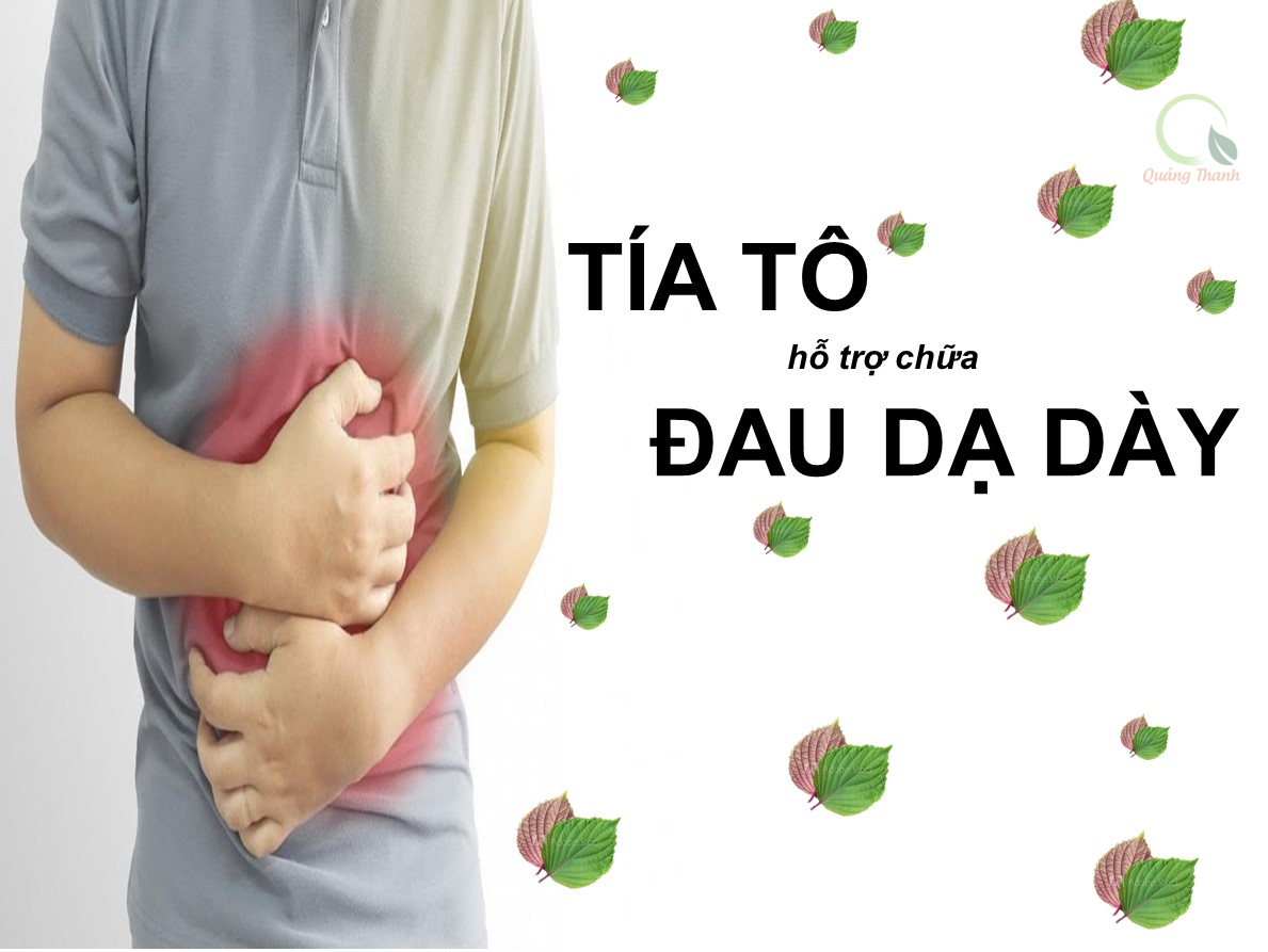 Bột Tía Tô
