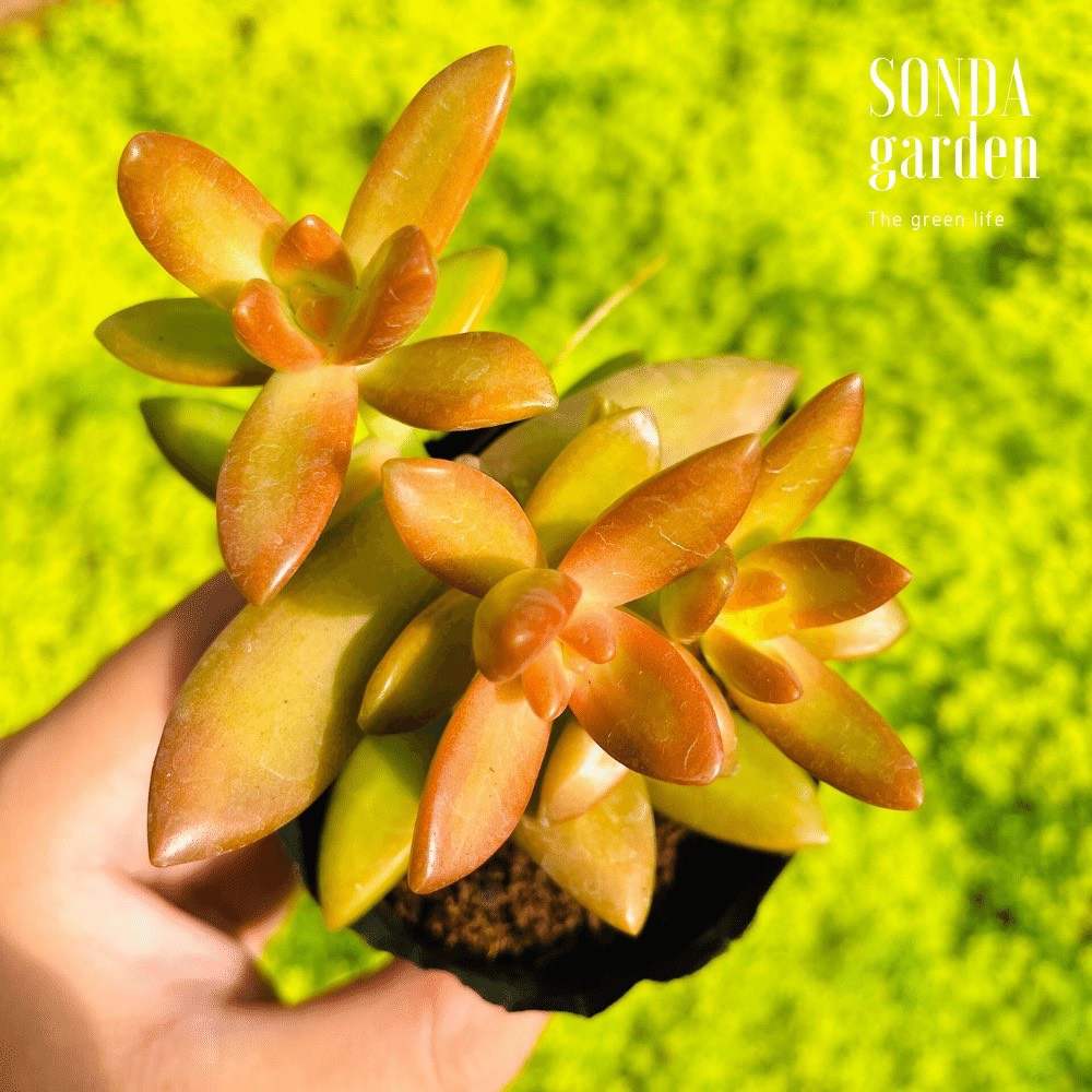 SEN ĐÁ ĐÁ CAM SIZE BÉ SIÊU KHOẺ ĐẸP LỖI 1 ĐỔI 1