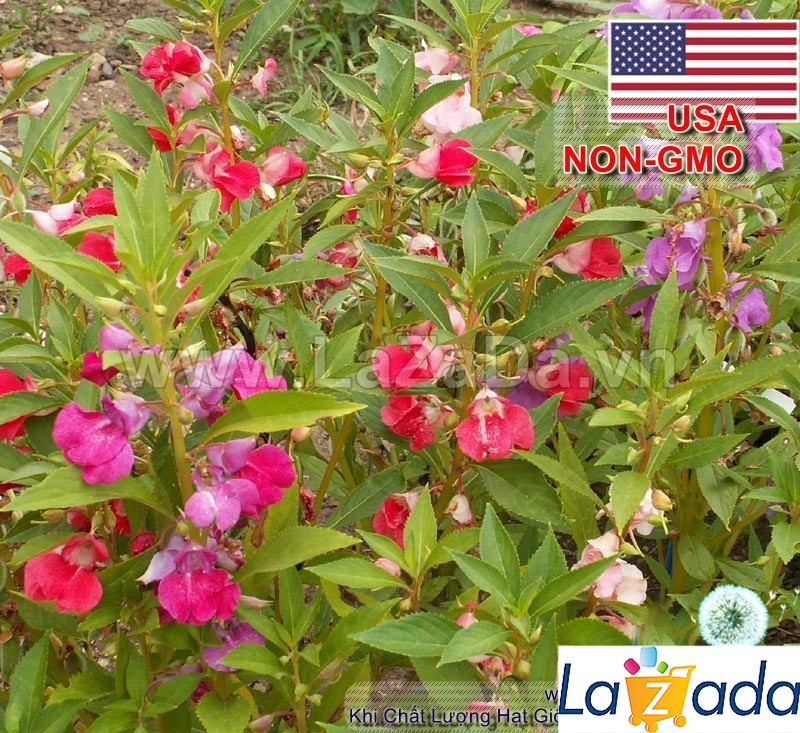 500.HẠT Hạt Giống Hoa Móng Tay Đa Nhánh Mix Kép Đơn (| -KD: B6*V42)