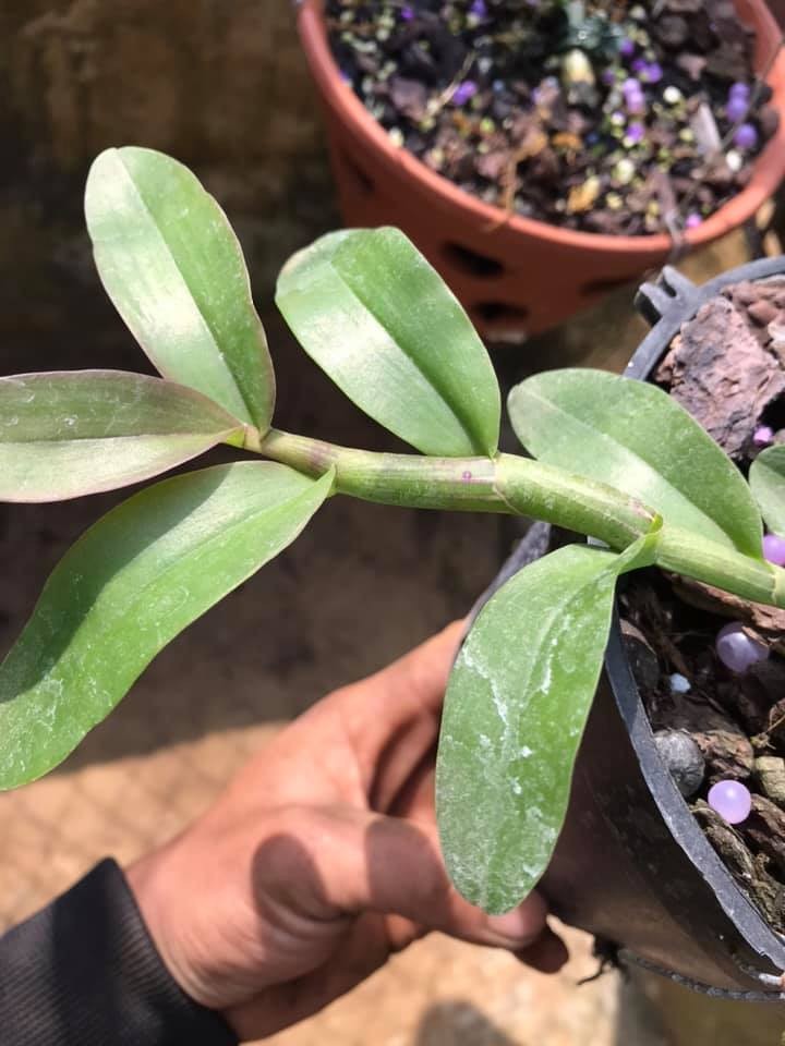 Lan Phi Điệp *☘️ FREESHIP ☘️* Hồng Minh Châu [ Ươm Kie ]