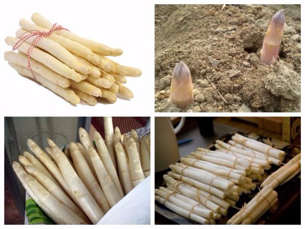 #Hạt_Giống_Măng_Tây ( Trắng + Tím + Xanh )