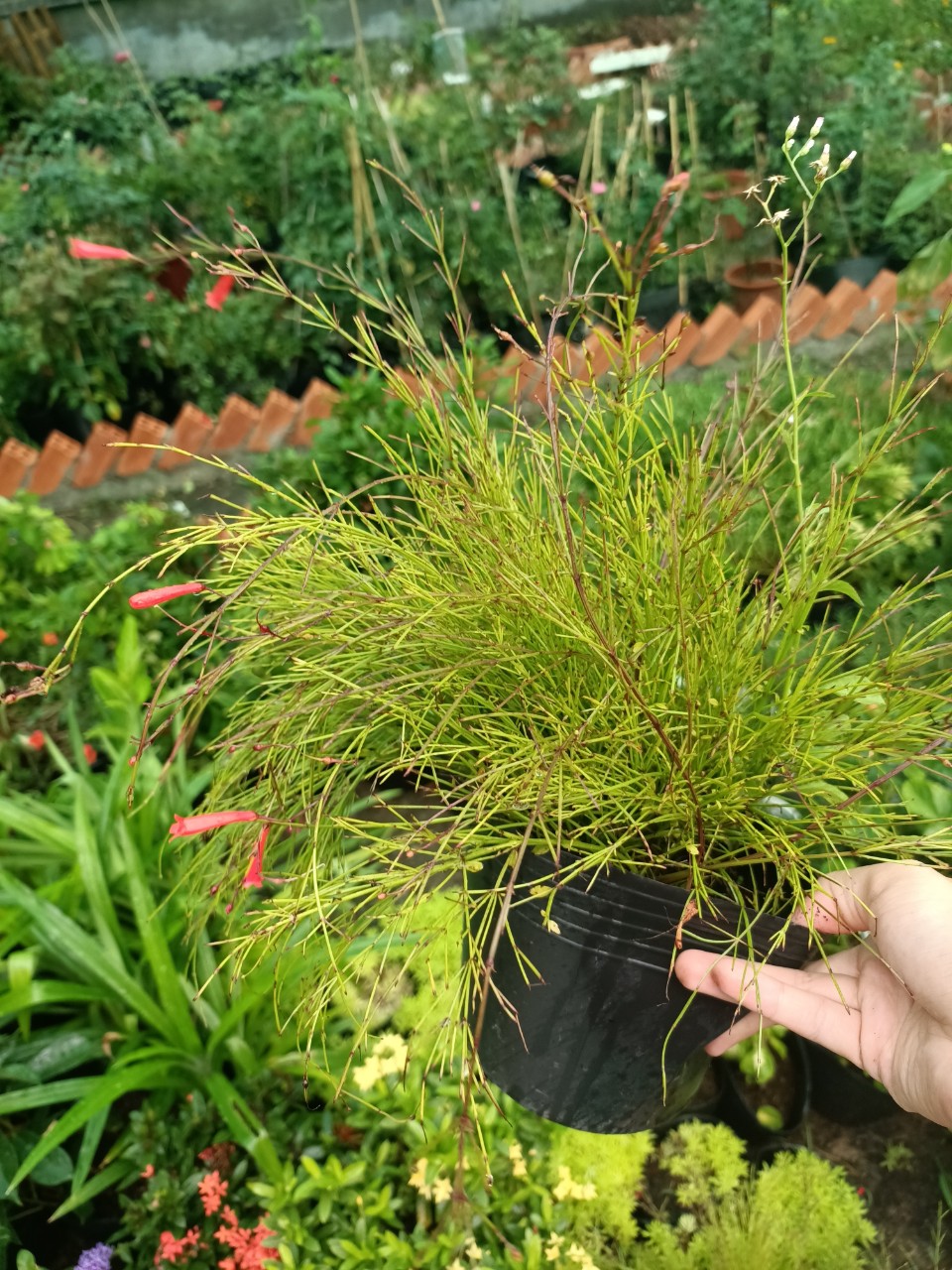 Cây liễu hoa đỏ - cây kiểng dễ chăm dế sống