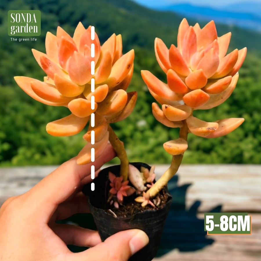SEN ĐÁ ĐÁ ĐỎ CỔ THỤ SIZE BÉ, LỖI 1 ĐỔI 1