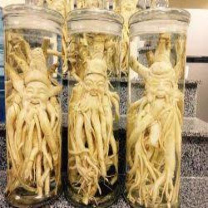 Cây giống đinh lăng ta. Cây dược liệu quý hiếm cho giá trị kinh tế cao