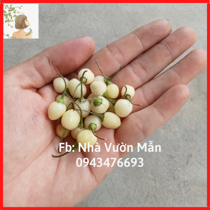 5 Hạt Giống Ớt Habanero White