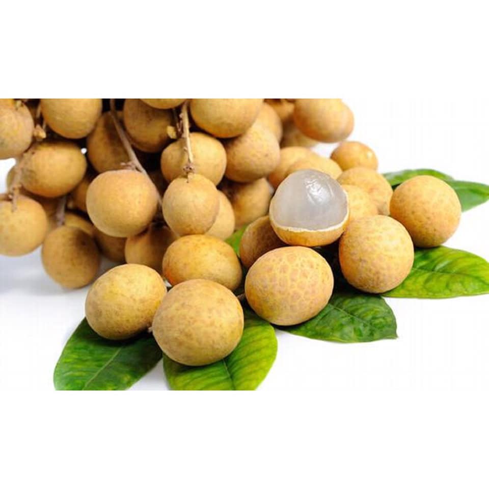 Cây giống nhãn lồng hưng yên ( ruột dày hạt lép nhãn muộn mọng nước vị ngọt đậm)