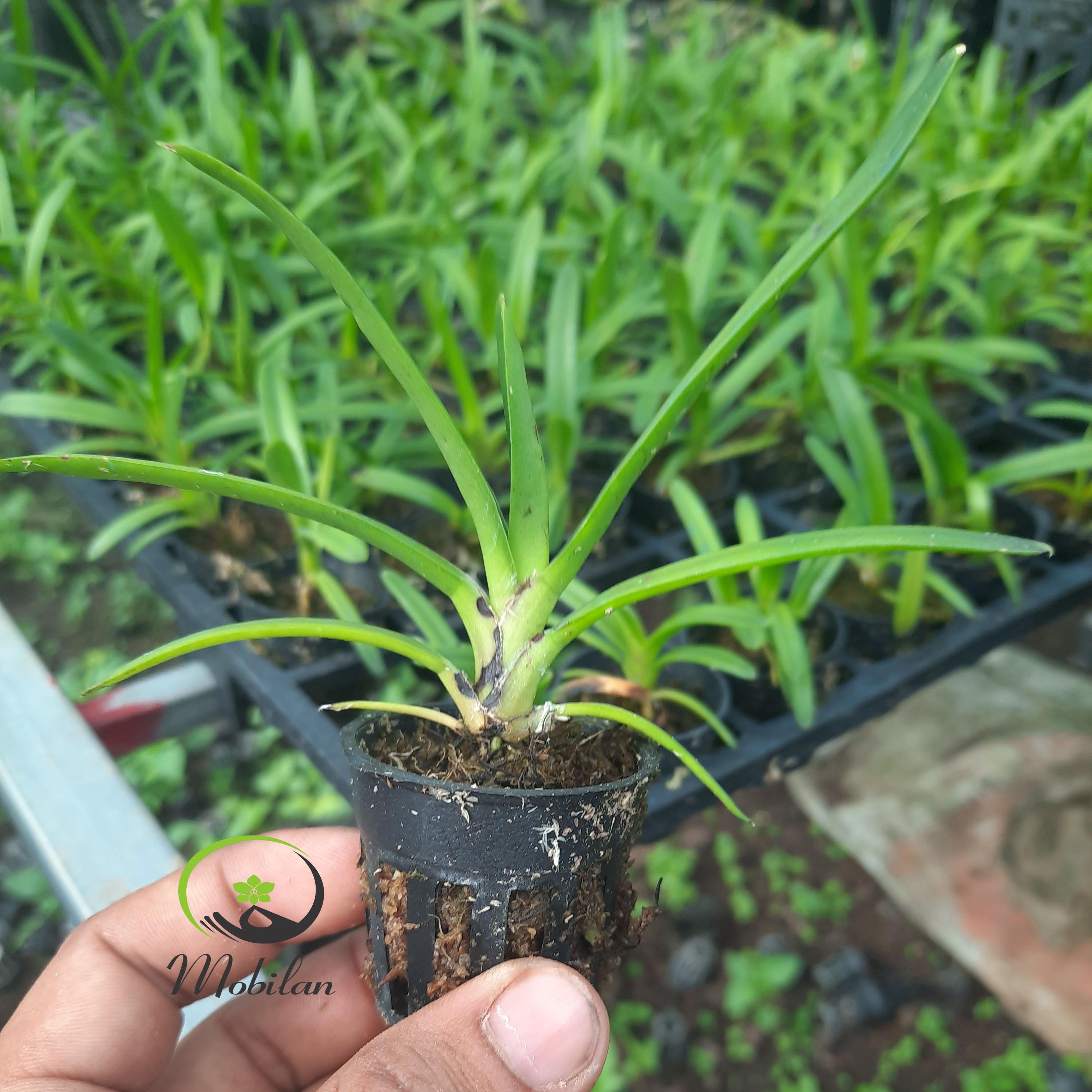 Lan kiếm HOÀNG LONG X PHAN TRÍ