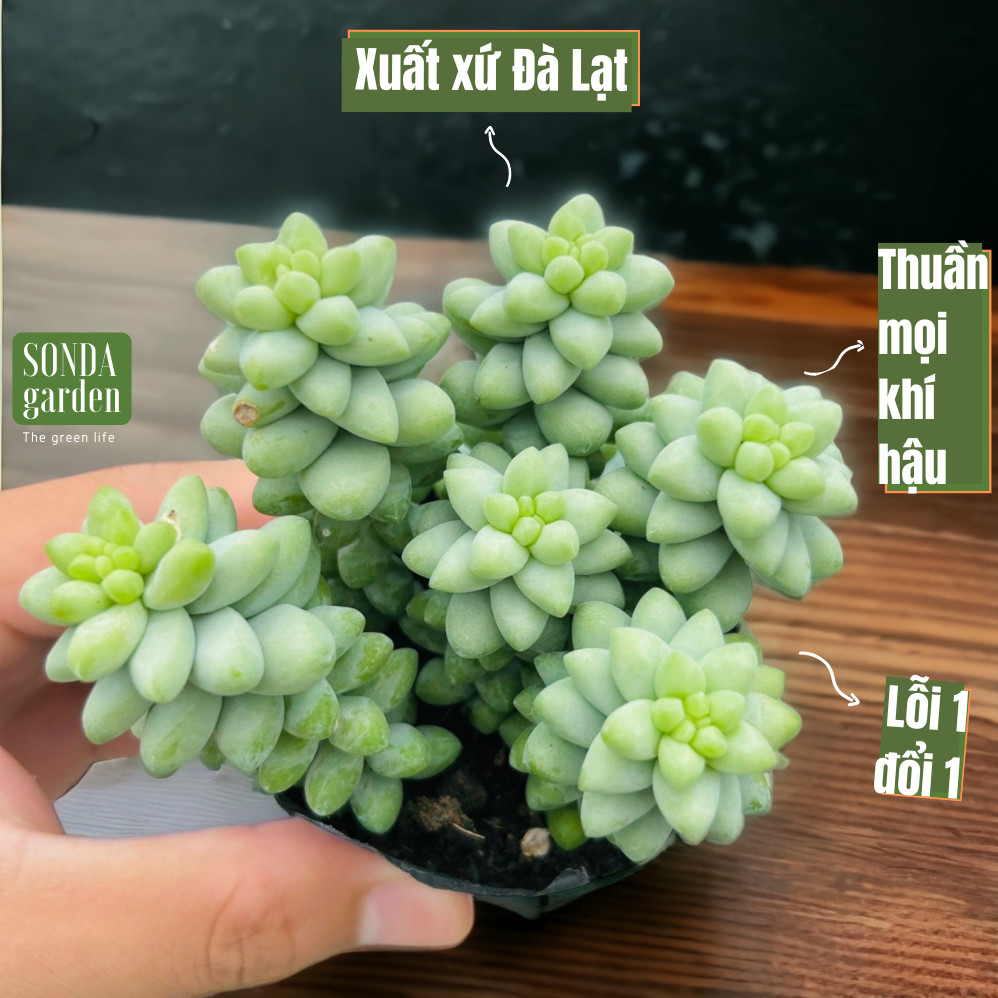 SEN ĐÁ CHUỖI NGỌC BI SIZE BÉ SIÊU ĐẸP LỖI 1 ĐỔI 1