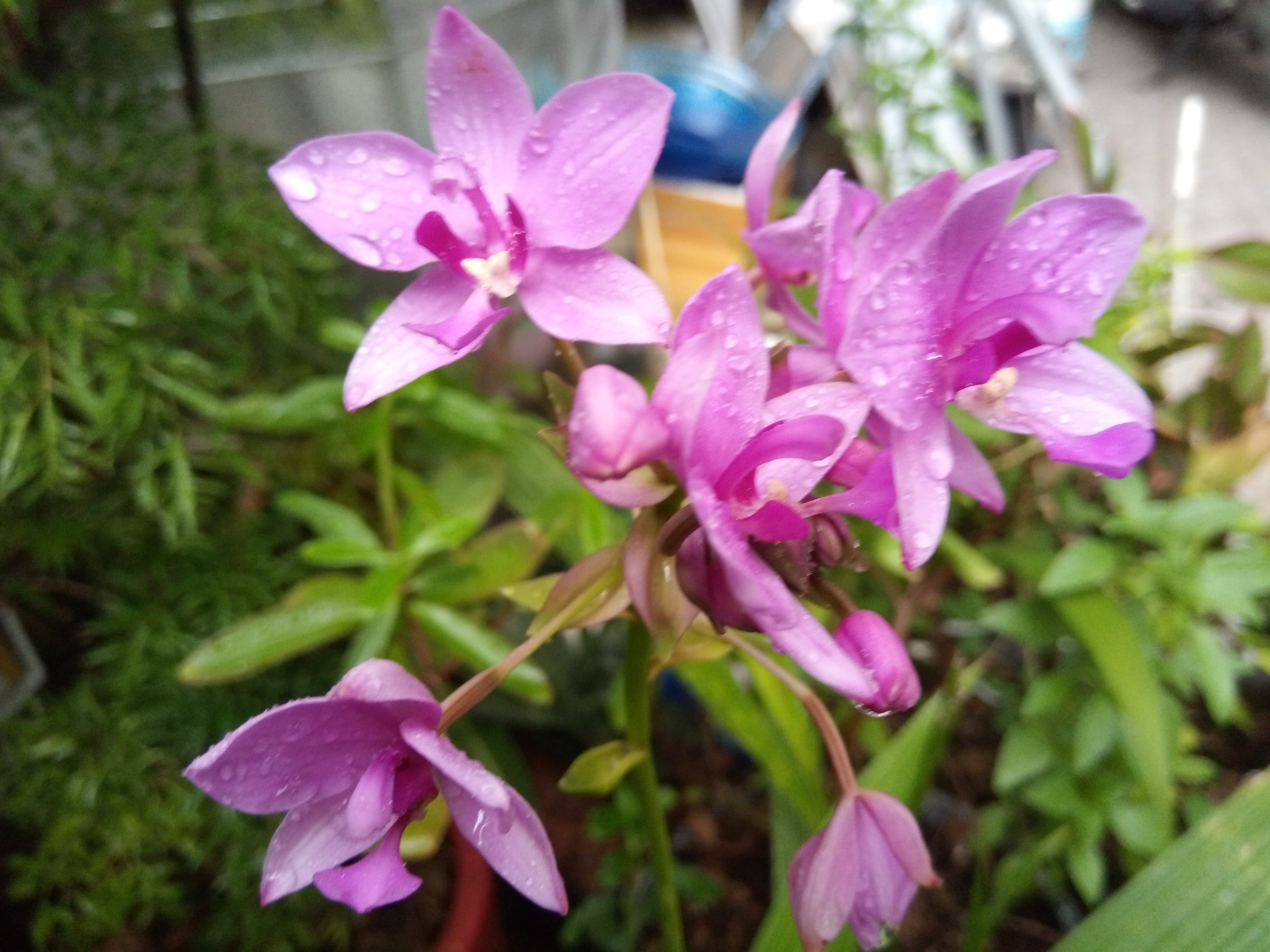 Hoa Địa Lan Chu Đình (Hoa màu tím cao từ 15cm-35cm)