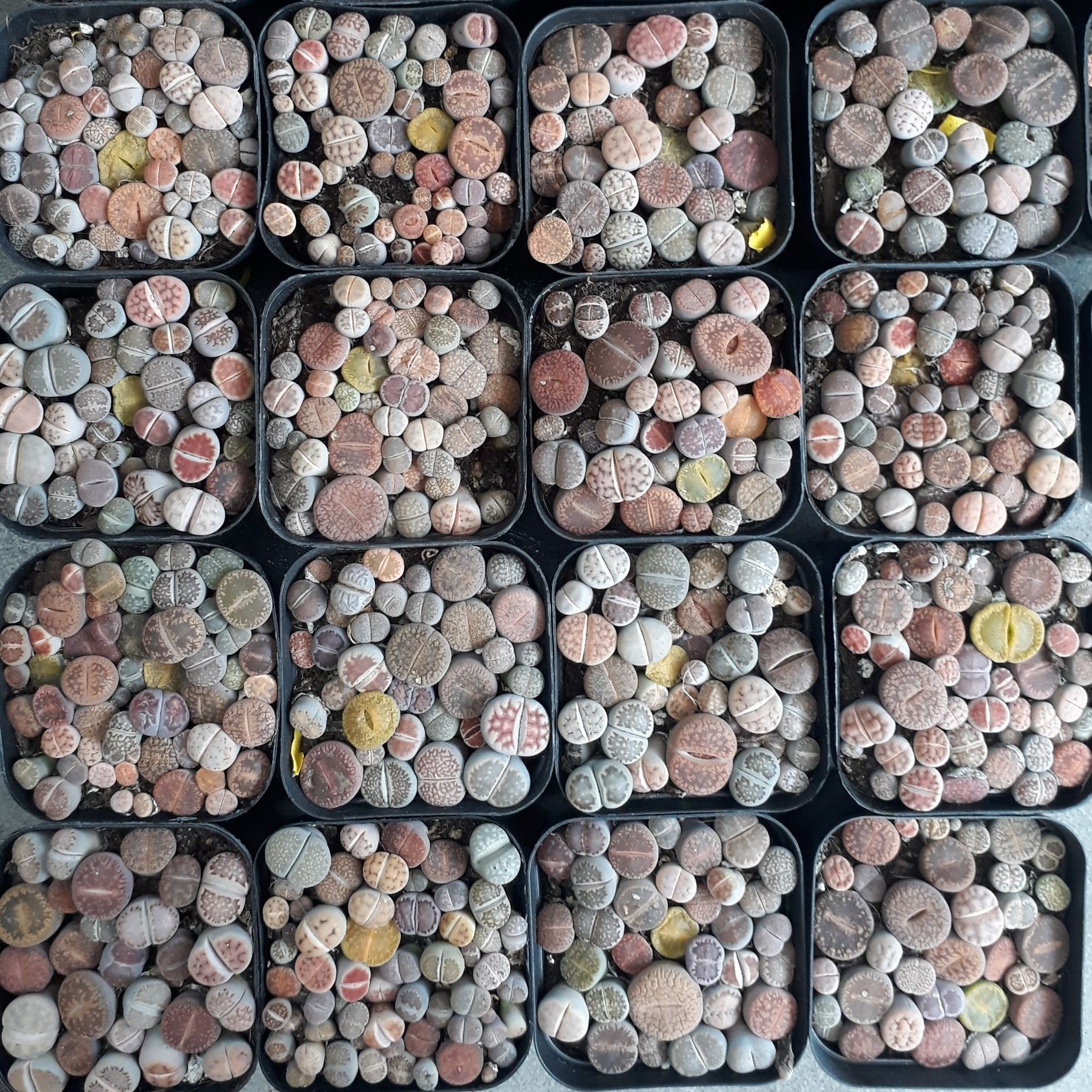 Sen mông chậu vuông Mix đủ màu/đủ loại (Sen Mông/Lithops/Thạch Lan)