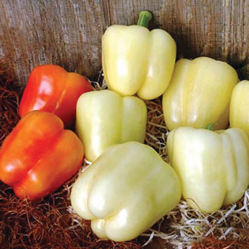 Hạt Giống Ớt Chuông Các loại
