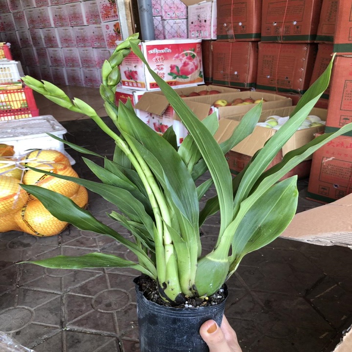 lan vũ nữ cá m.ập, chậu trưởng thành