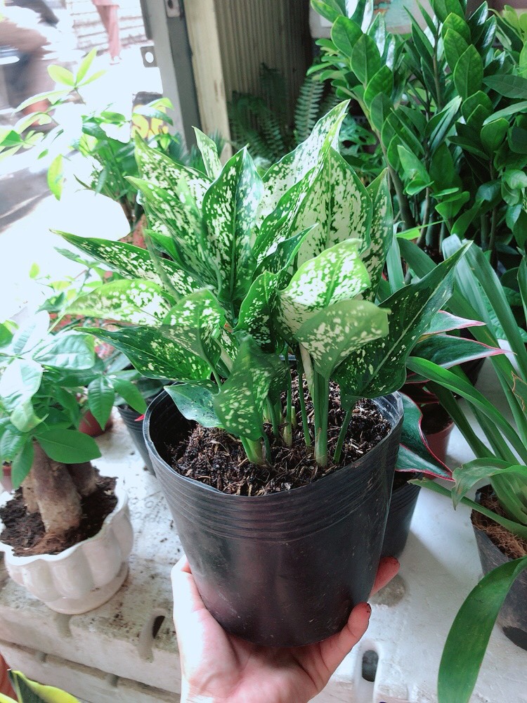 Cây Ngọc Ngân Chậu Nhựa