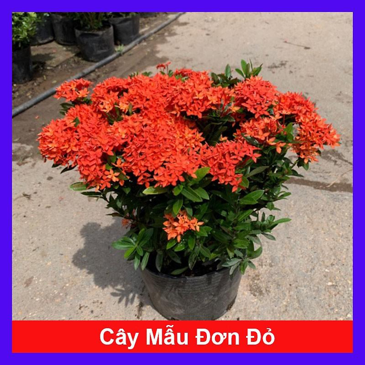 Cây mẫu đơn đỏ - cây bông trang đỏ + tặng phân bón cho cây