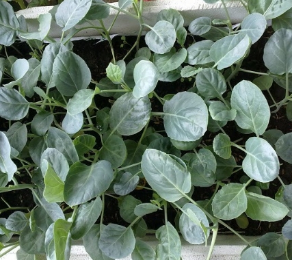 Hạt giống cải rổ tặng kích mầm