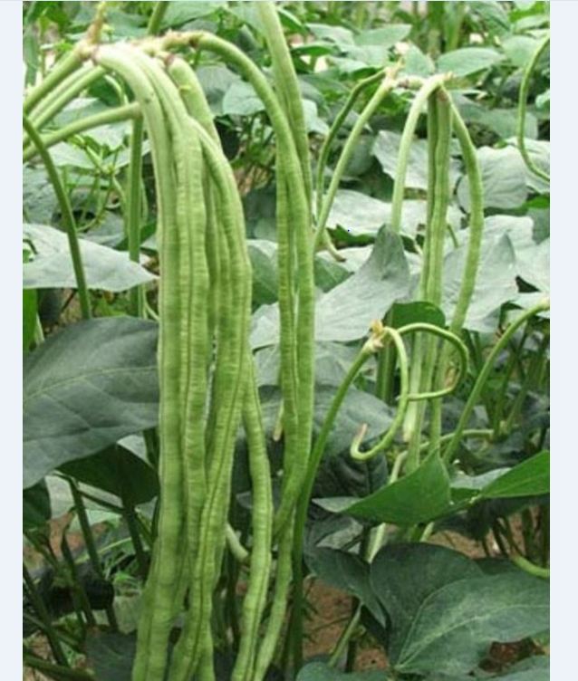 Combo of 2 Packs of Cowpea Seeds (1 Pack of Green and 1 Pack of Red)