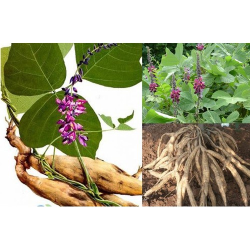 Cây sắn dây ta cao sản, cây sắn dây ta cao sản- bầu cây giống